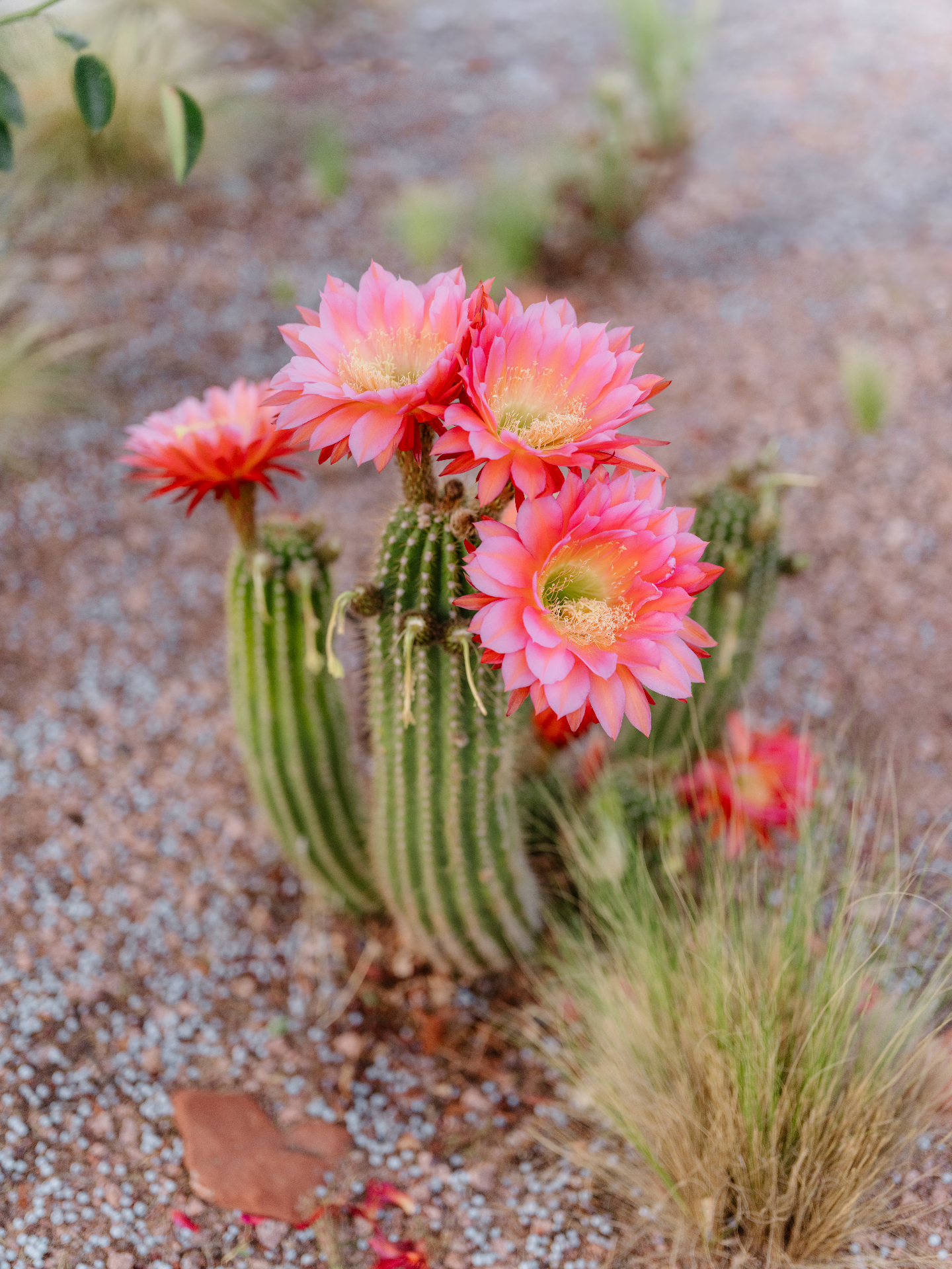 A guest taking in the Sedona red rock views at Sky Ranch Lodge