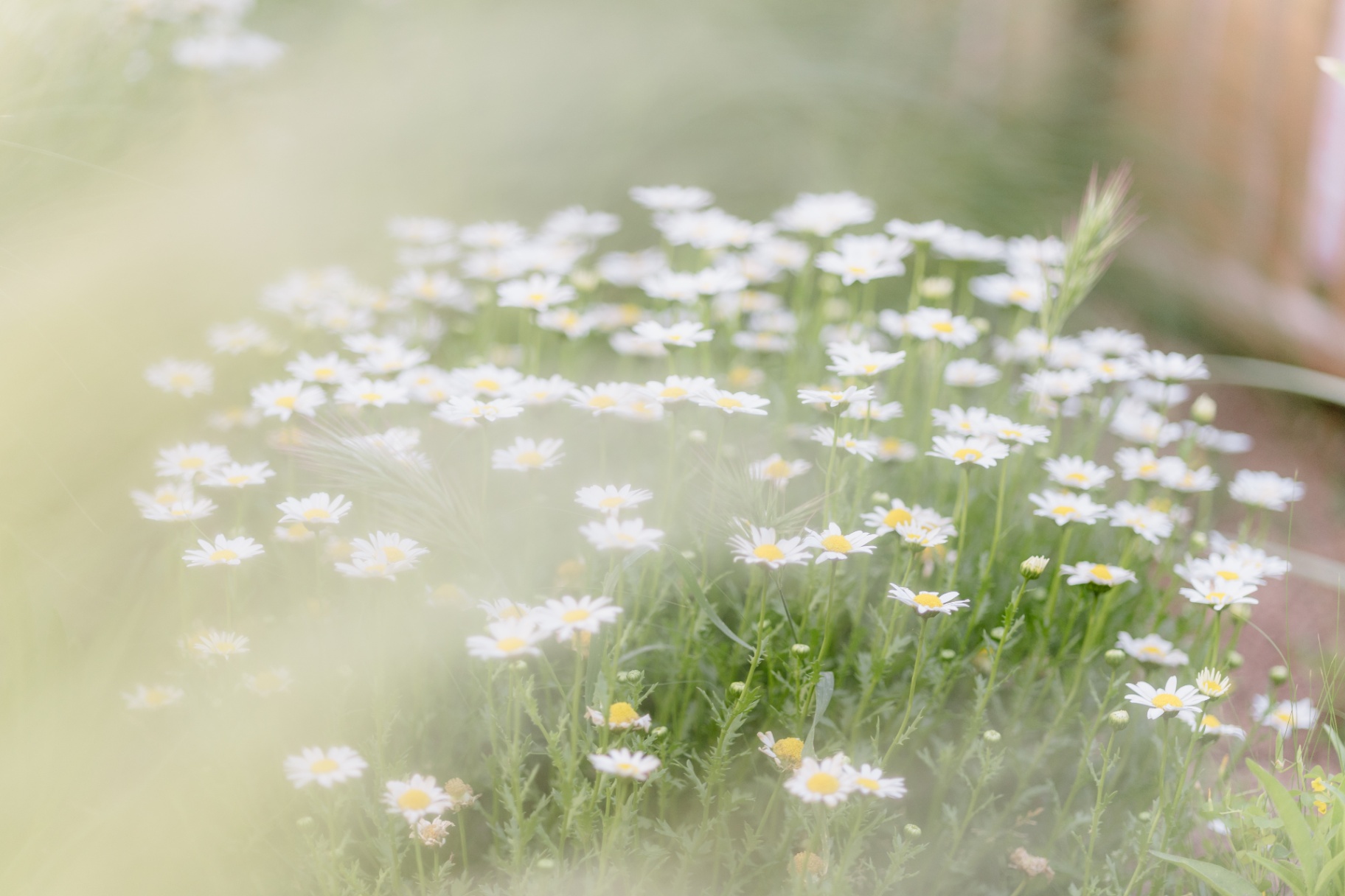 Field of white daisies in soft morning light