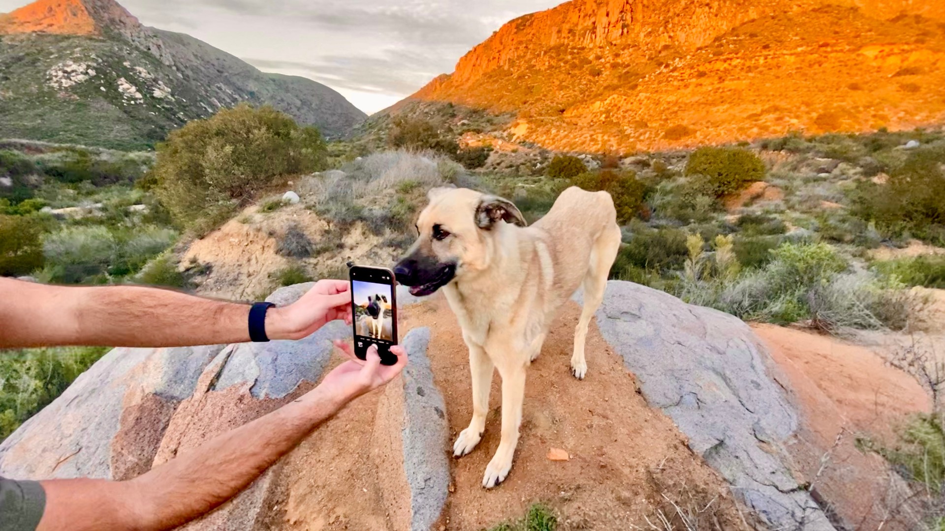Taking a photo of a happy dog among Sedona's red rocks