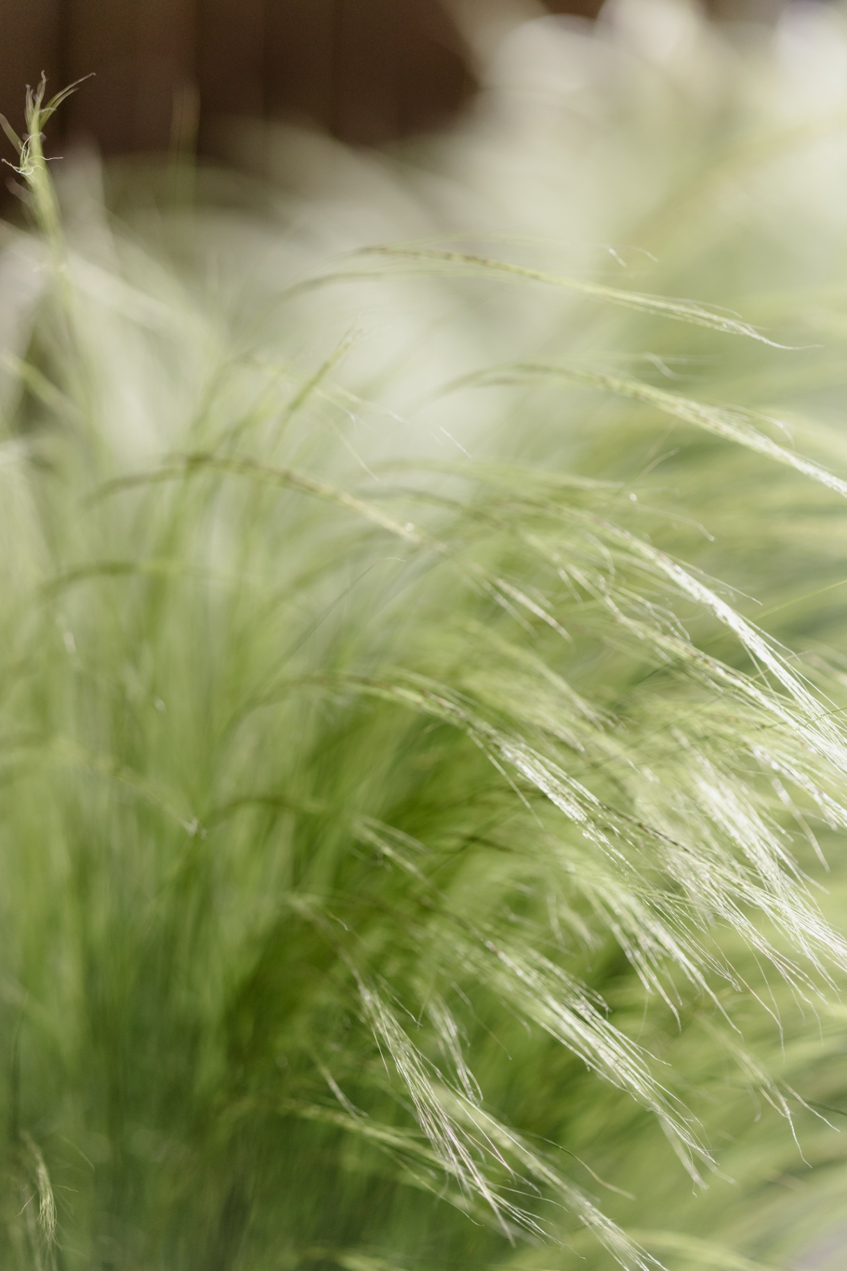Mexican feather grass swaying in the breeze