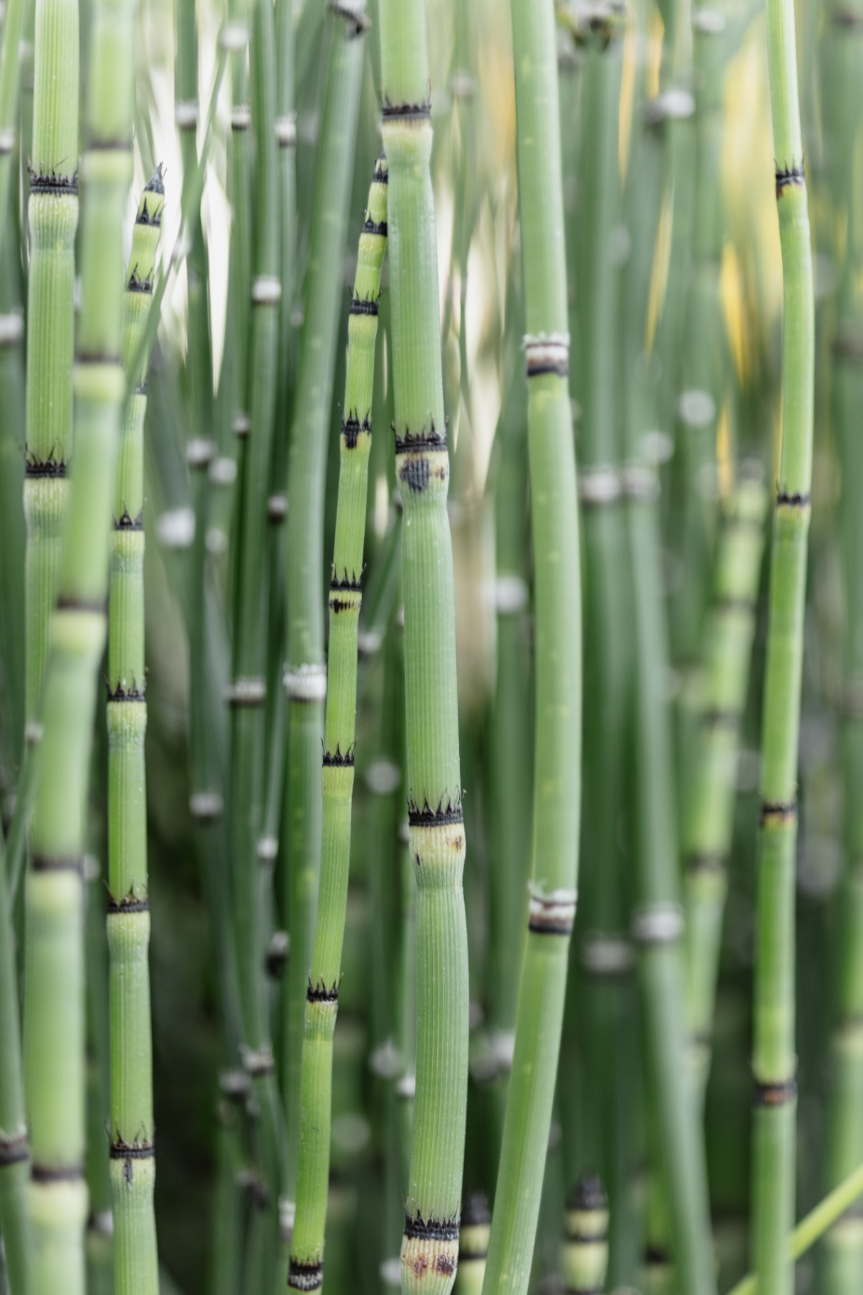 Horsetail reed close-up in the water garden
