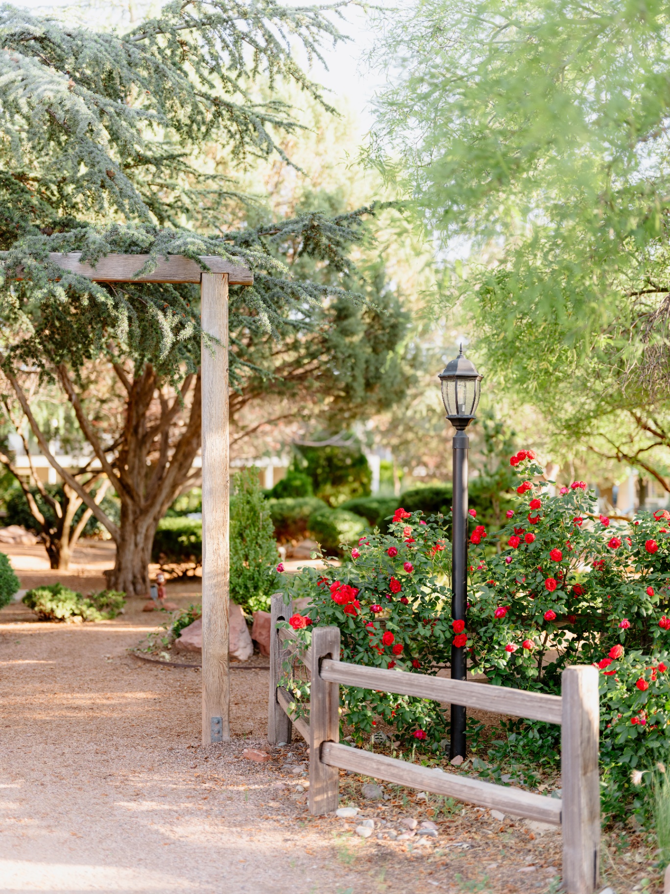 Garden pergola pathway lined with red roses