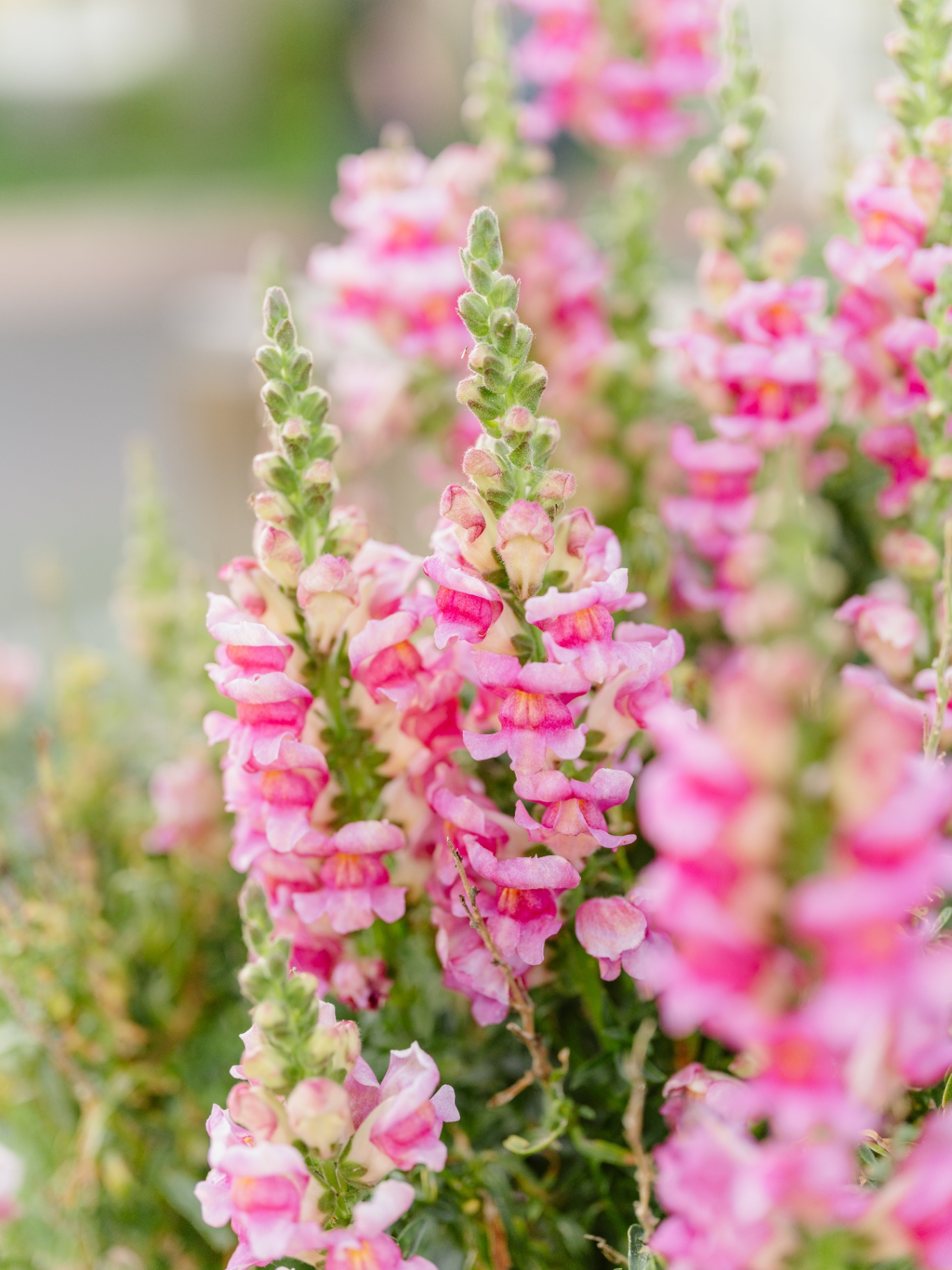 Pink snapdragons in full bloom