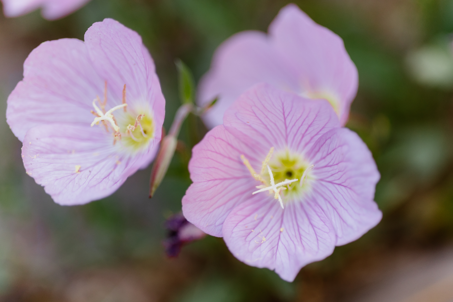 Pink evening primrose flowers in the Sky Ranch Lodge gardens