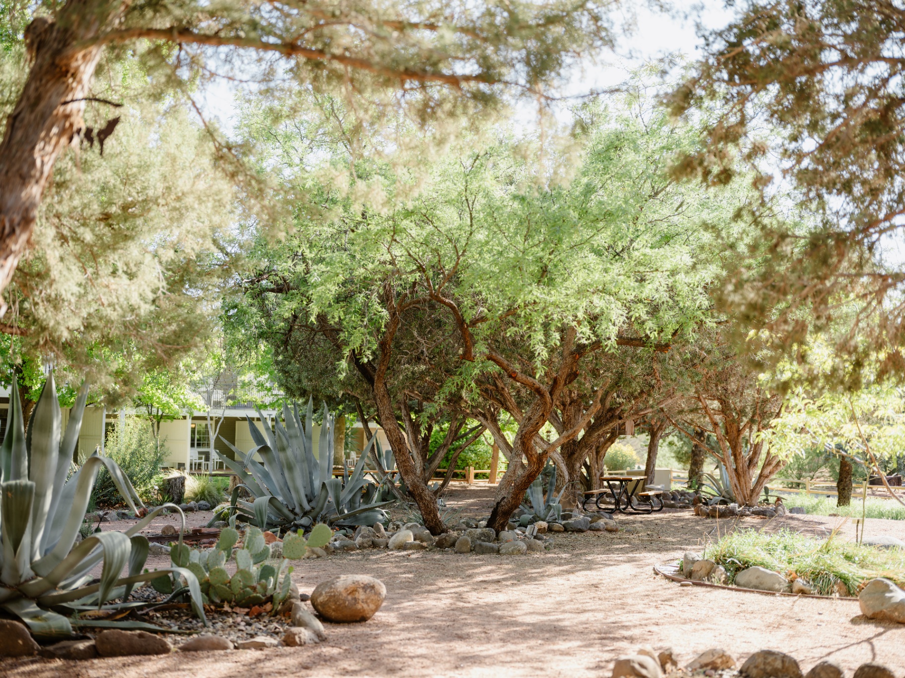Shaded grounds with agave, mesquite trees and picnic seating at Sky Ranch Lodge