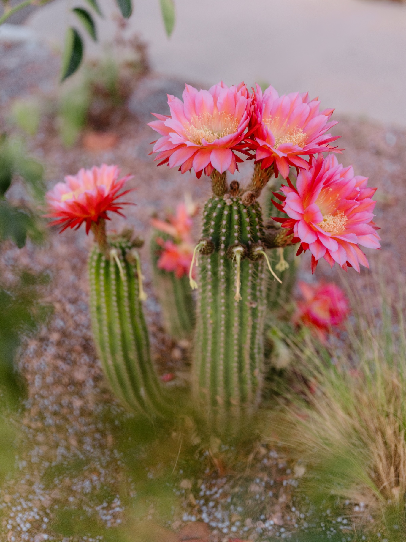 Pink cactus blooms in the desert garden