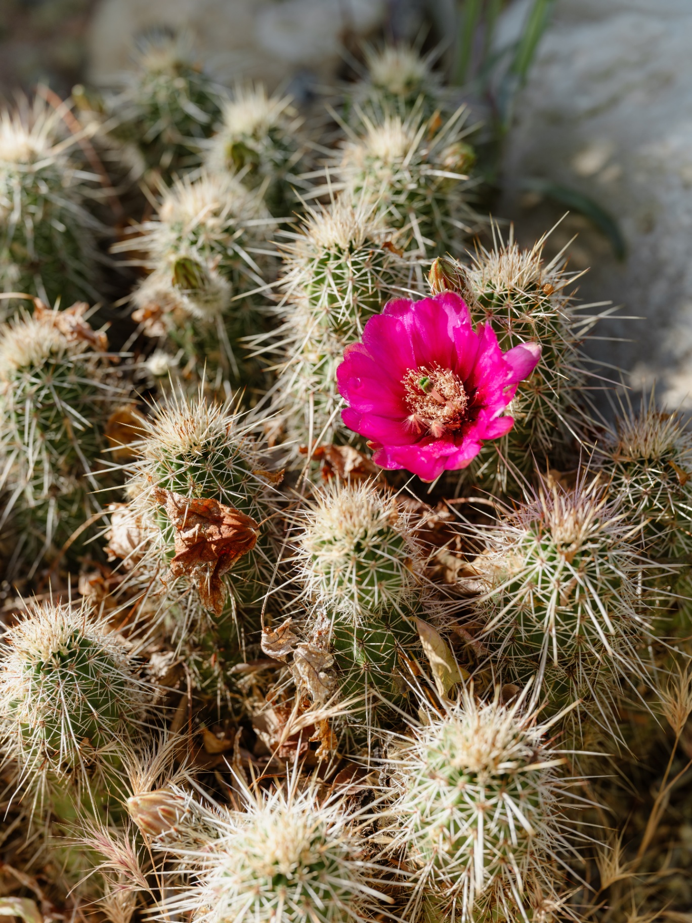Hedgehog cactus with vivid magenta bloom
